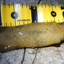 仕事終わりエギング