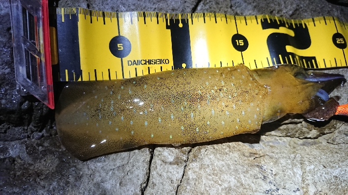 仕事終わりエギング