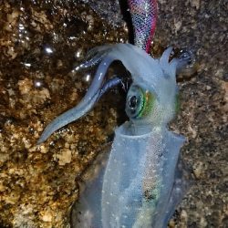 朝マヅメエギング