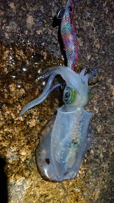 朝マヅメエギング