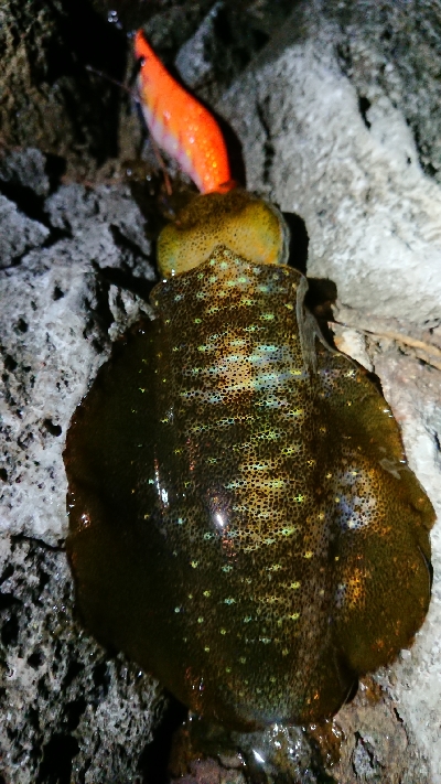 朝マヅメ狙いエギング