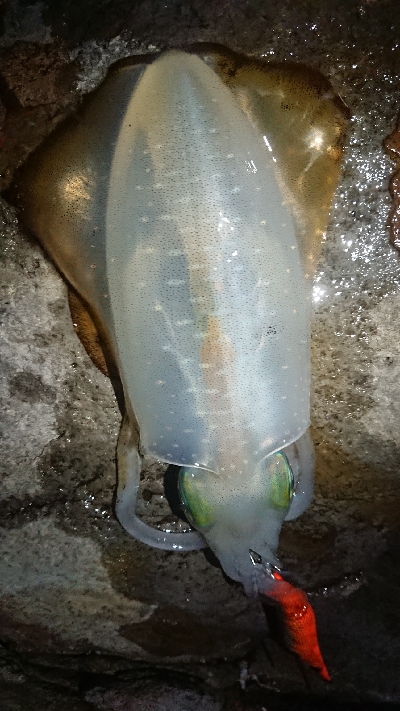 仕事終わりエギング