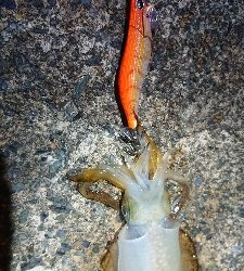 台風の後、強風でしたが…