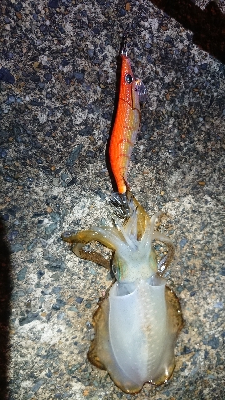 台風の後、強風でしたが…