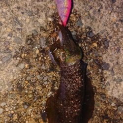 仕事終わりエギング