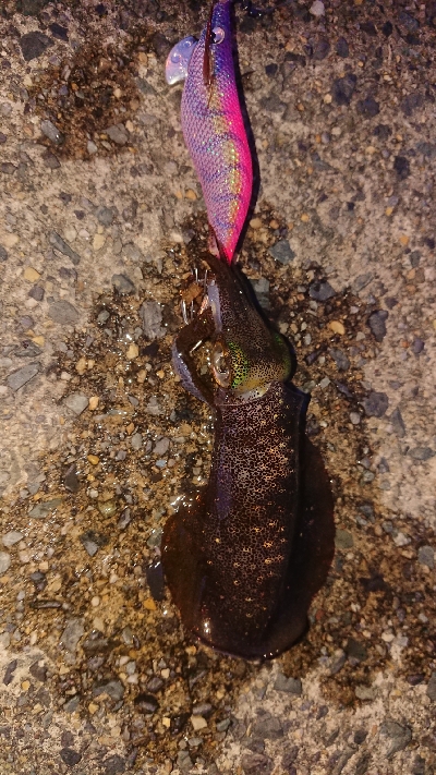 仕事終わりエギング