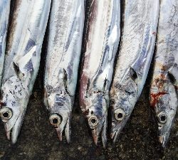 タチウオテンヤ