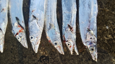 タチウオテンヤ