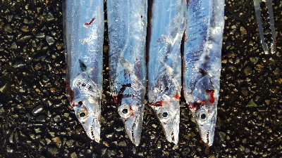 タチウオテンヤ