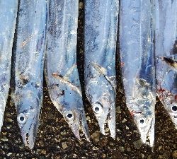 タチウオテンヤ