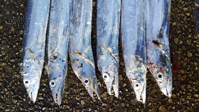 タチウオテンヤ