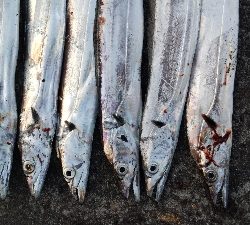 テンヤでタチウオとサゴシ