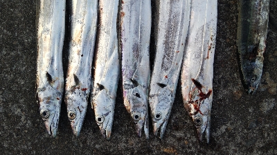 テンヤでタチウオとサゴシ