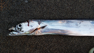 タチウオテンヤ