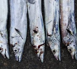 タチウオテンヤ