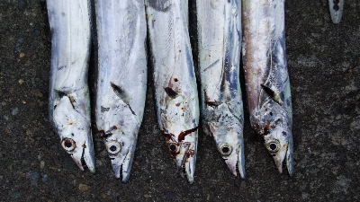 タチウオテンヤ