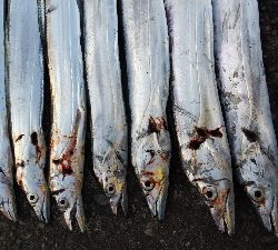 タチウオテンヤ