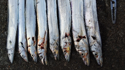 タチウオテンヤ