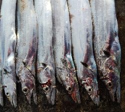 タチウオテンヤ