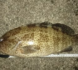 久し振りの釣果