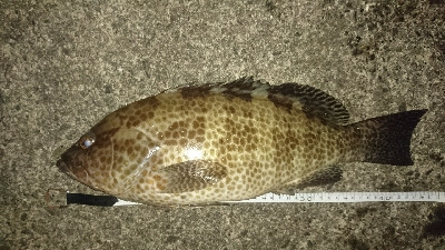 久し振りの釣果