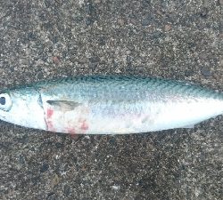 久しぶりにサビキをやってみた