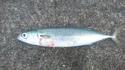 久しぶりにサビキをやってみた