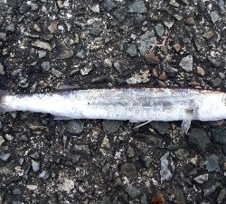 タチウオとカマス