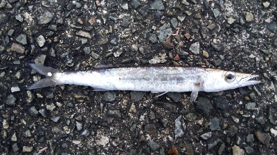 タチウオとカマス