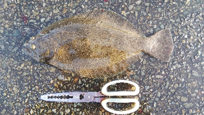 タチウオとヒラメ