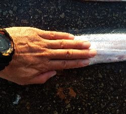 テンヤでタチウオ