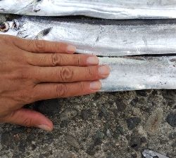 テンヤでタチウオ