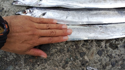 テンヤでタチウオ