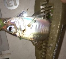 久しぶりのアジング