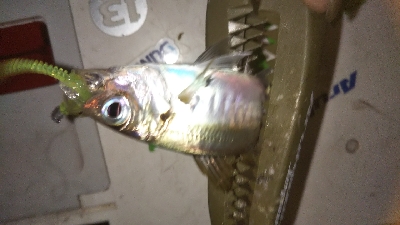 久しぶりのアジング