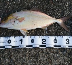 とりあえずメタルジグで