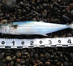 サーフショアジギ