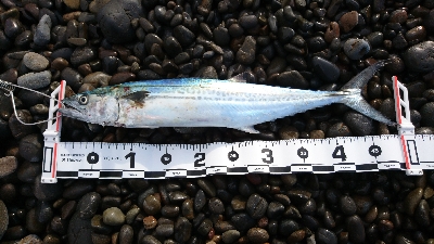 サーフショアジギ