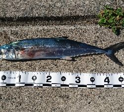 サーフショアジギ