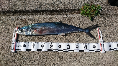 サーフショアジギ