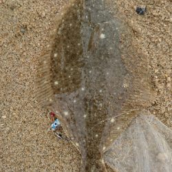 9月突入四日市サーフマゴチはまだ行ける?