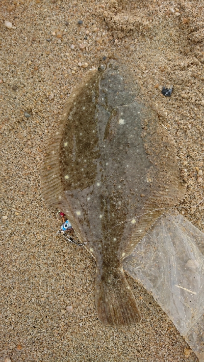 9月突入四日市サーフマゴチはまだ行ける？