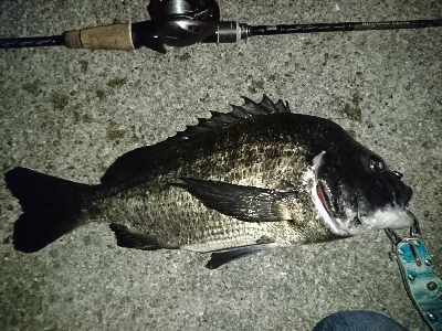 アコウ狙いが…