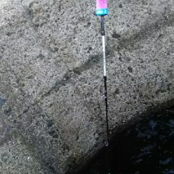 ガシラばっかり