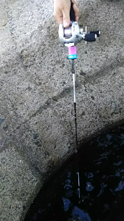 ガシラばっかり