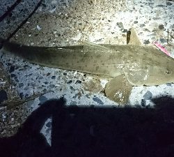 マゴチ60㎝アップ!四日市サーフ