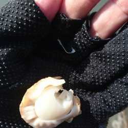 楠漁港でハゼ釣り