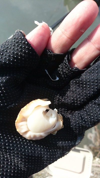 楠漁港でハゼ釣り