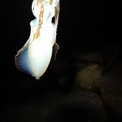 サイズアップならず。