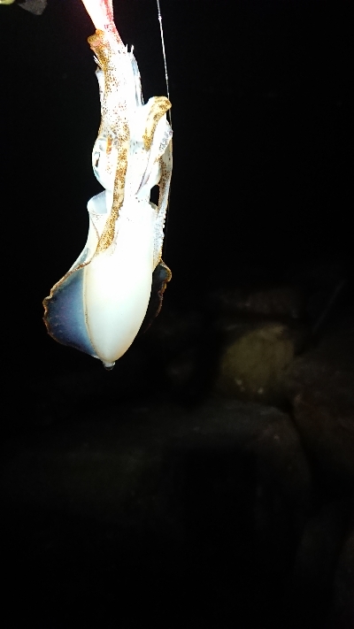 サイズアップならず。